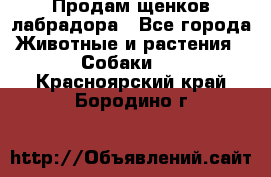 Продам щенков лабрадора - Все города Животные и растения » Собаки   . Красноярский край,Бородино г.